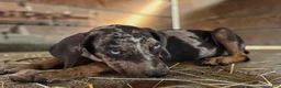 Catahoula Leopard Dog dogs for sale: Tigger 2026 Male 1 - Ad 2
