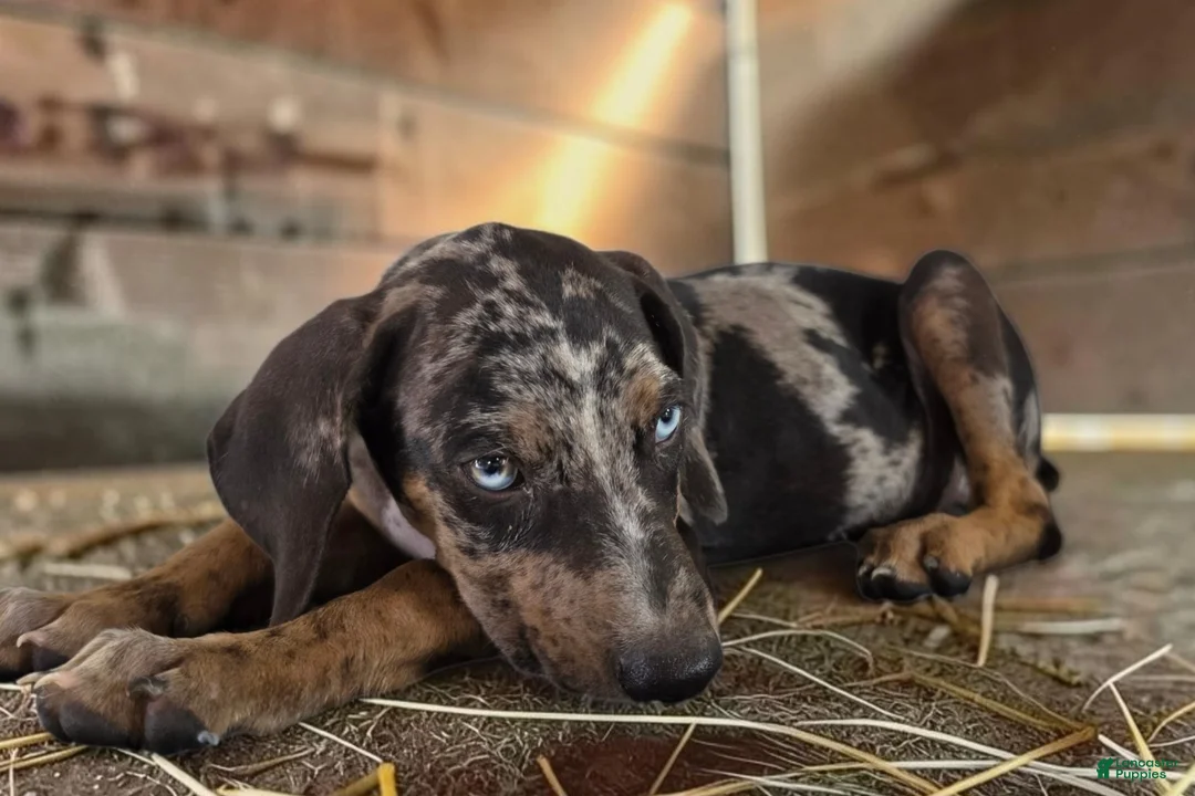 Catahoula Leopard Dog dogs for sale: Tigger 2026 Male 1 - Ad 2