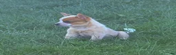 Australian Cattle Dog dogs for sale: Simon Jr. - Ad 5