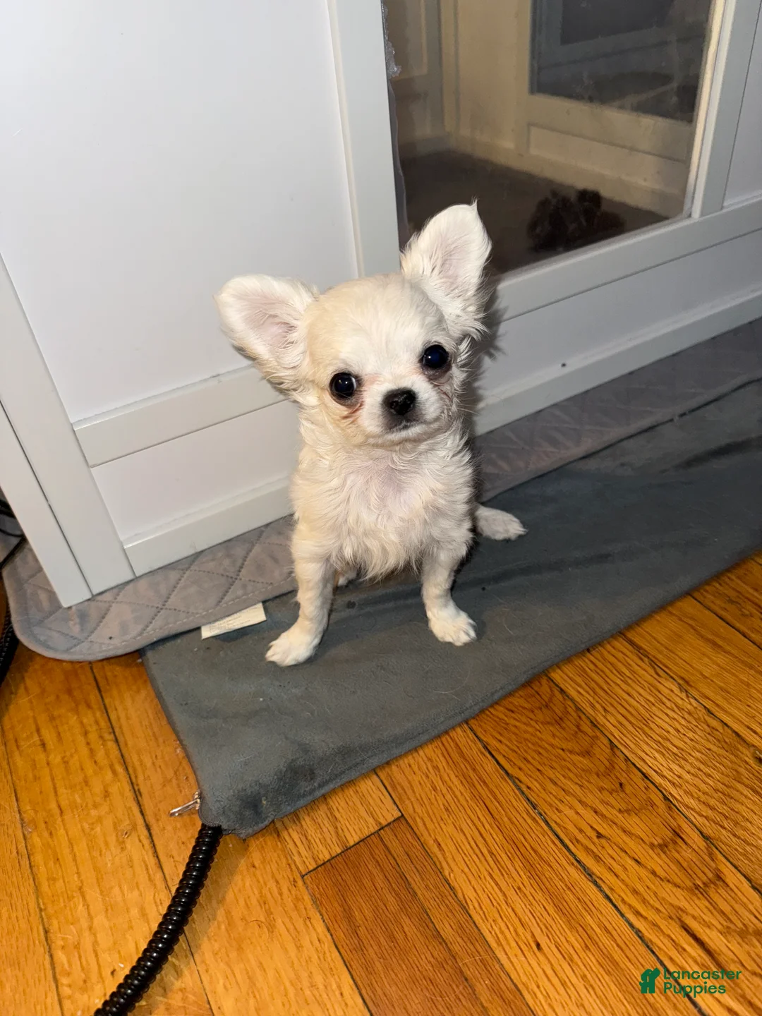 Chihuahua dogs for sale:  Puppy 2 - Ad 1