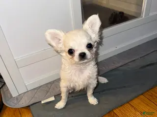 Chihuahua dogs Puppy 2 - Ad 11