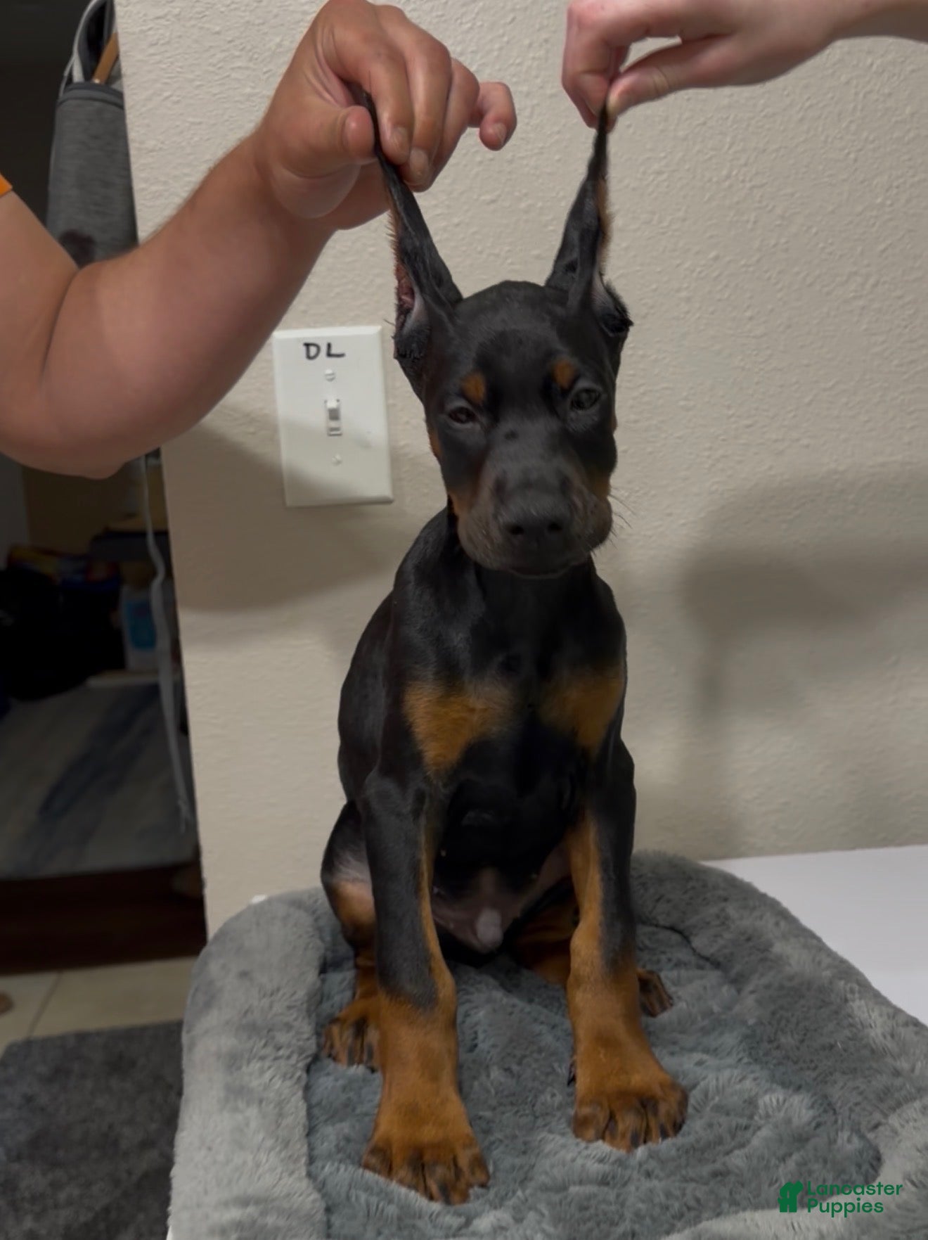 Doberman Pinscher dogs Doberman Pinscher 3 - Ad 1