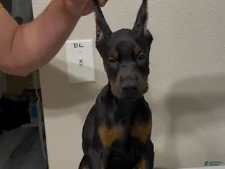 Doberman Pinscher dogs for sale: Doberman Pinscher 3 - Ad 1