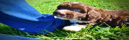 Havapoo dogs for sale: Baxter - Ad 19