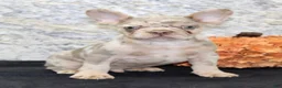 French Bulldog dogs for sale: Ernie Male AKC French Bulldog - Ad 7