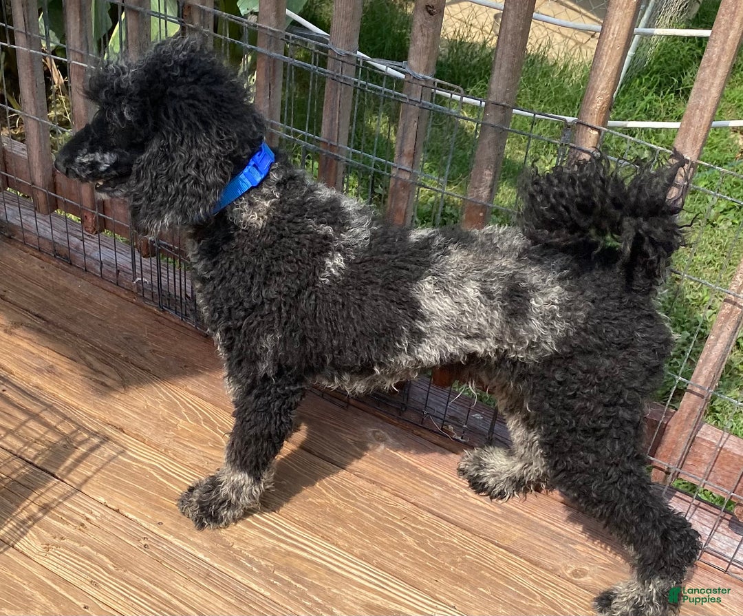Standard Poodle dogs for sale: Standard Poodle Puppy 1 - Ad 4