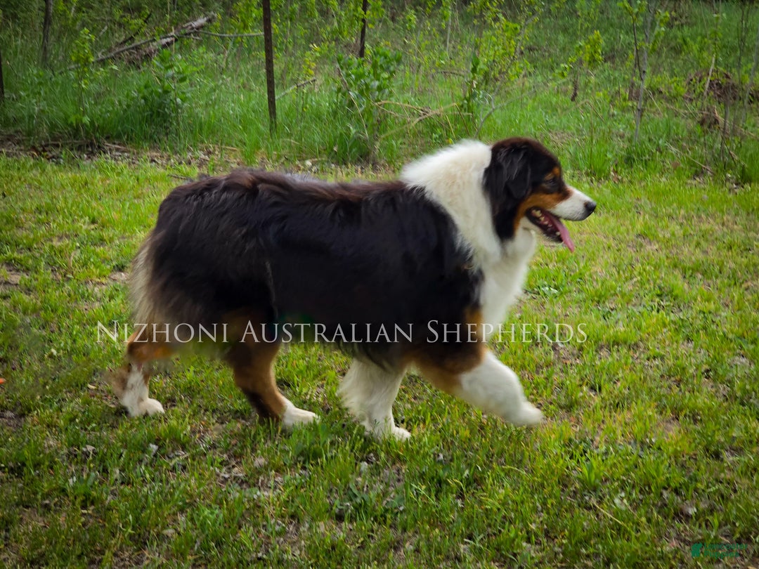 Australian Shepherd dogs for sale: Echo - Ad 7