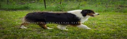 Australian Shepherd dogs for sale: Echo - Ad 7