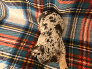 French Bulldog dogs - Ad 5