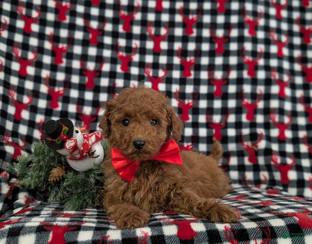 Miniature Poodle dogs for sale: Brody - Ad 6