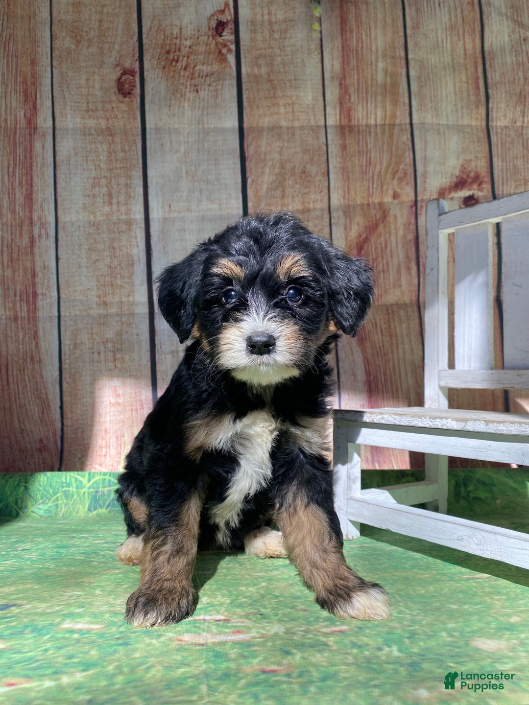 Mini Bernedoodle dogs for sale: Moon - Ad 2