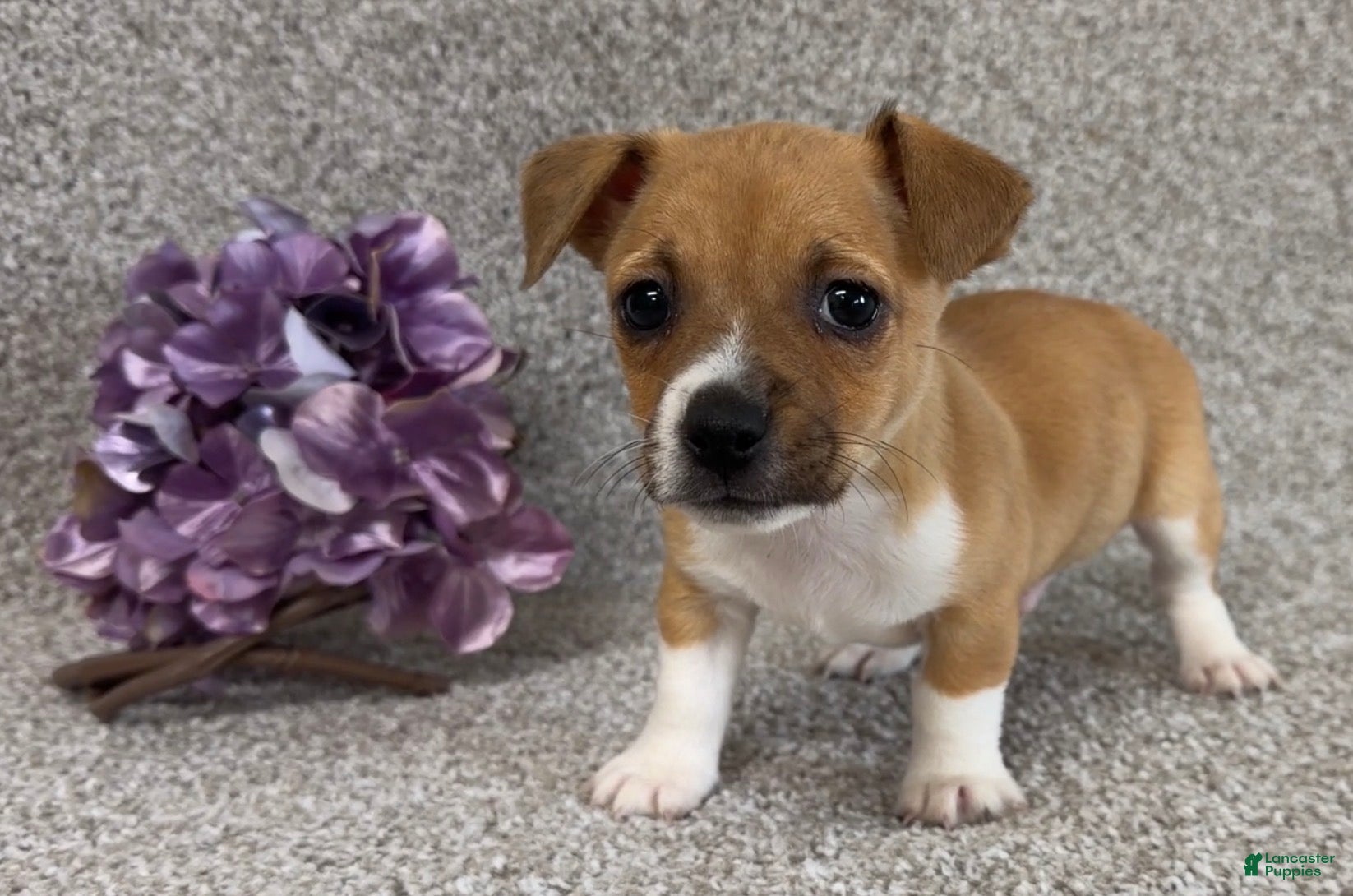 Jack Russell Terrier dogs Steven - Ad 2