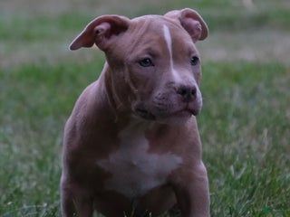 American Bully dogs - Ad 12