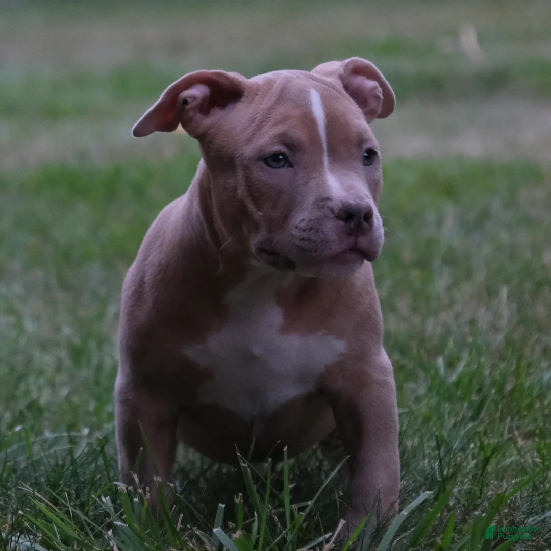 American Bully dogs for sale: Juno - Ad 6