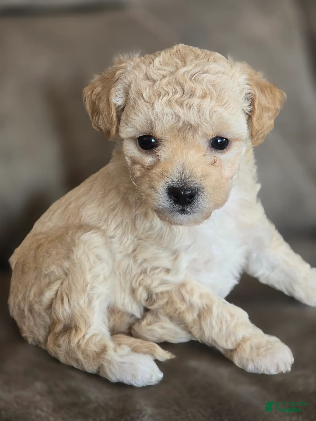 Maltipoo dogs for sale: Maltipoo Puppy 2 - Ad 2