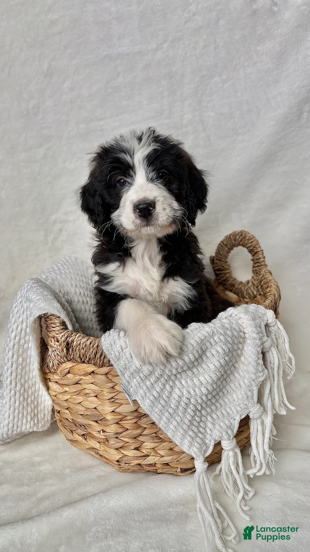 Bernedoodle dogs for sale: Milo - Ad 3