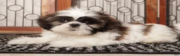 Shih Tzu dogs for sale: Walter - Ad 4