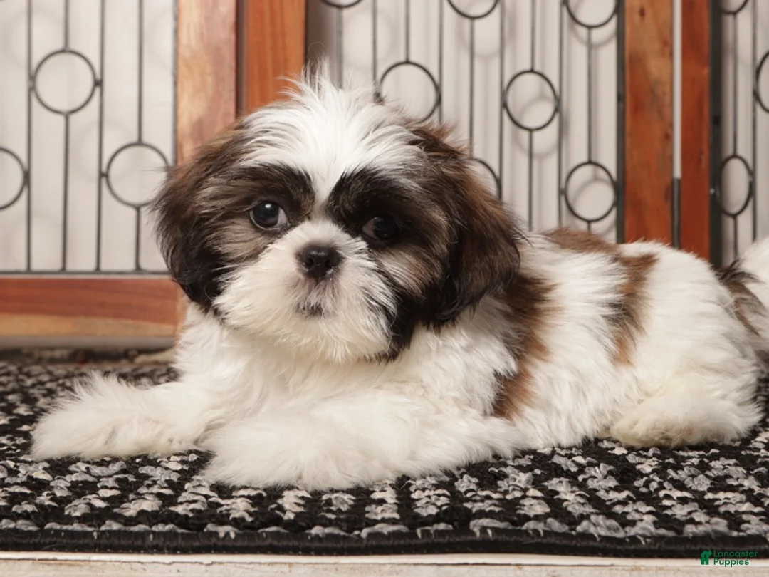 Shih Tzu dogs for sale: Walter - Ad 4