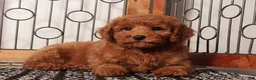 Mini Goldendoodle dogs for sale: Simba Playful Mini Golden Doodle - Ad 3