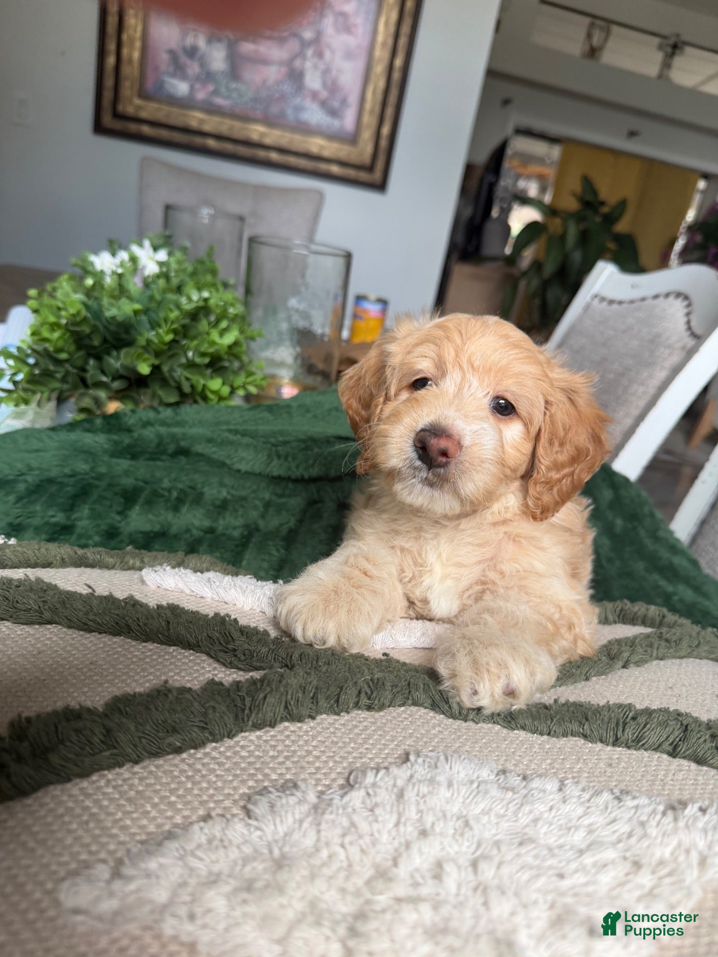 Mini Goldendoodle dogs Mini Goldendoodle 1 - Ad 2