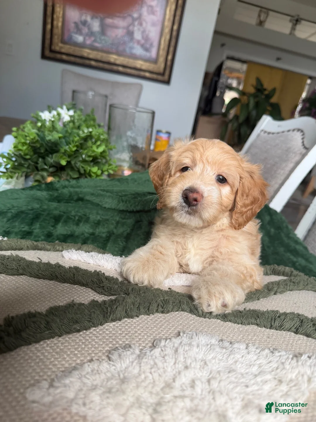 Mini Goldendoodle dogs for sale: Mini Goldendoodle 1 - Ad 2