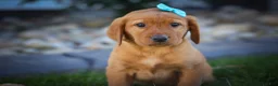 Labrador Retriever dogs for sale: NELSON - Ad 7