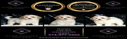 Mini Goldendoodle dogs for sale: Peaches F1BB  - Ad 4