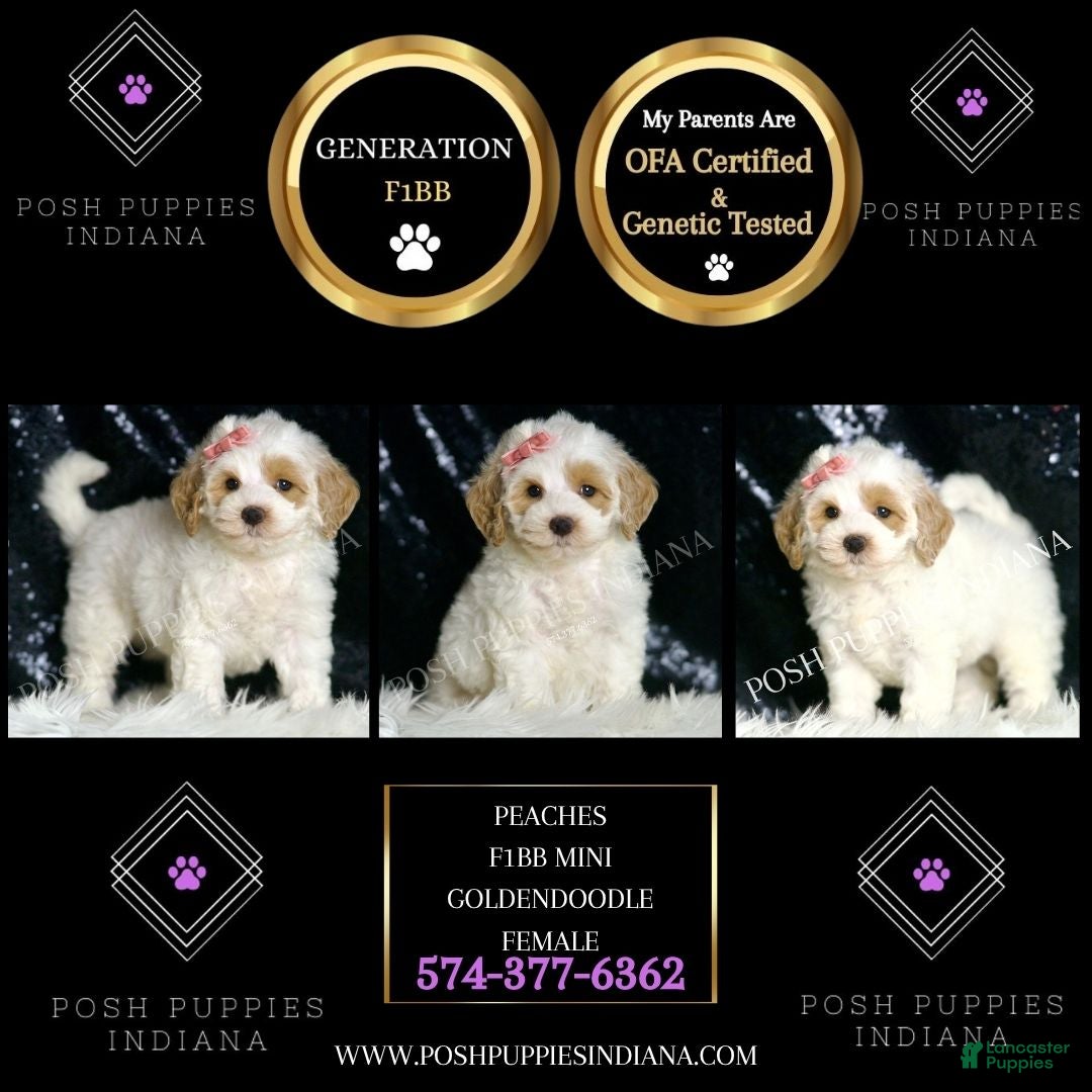 Mini Goldendoodle dogs for sale: Peaches F1BB  - Ad 4
