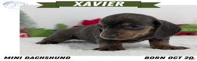 Xavier