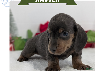 Miniature Dachshund dogs Xavier - Ad 35