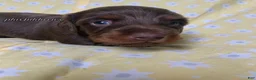 Miniature Dachshund dogs for sale: Tootsie - Ad 10