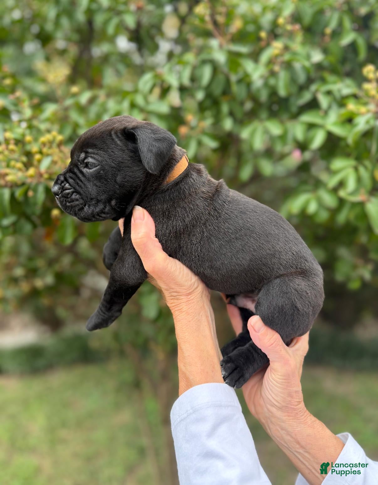 Cane Corso dogs Cane Corso (Brown) - Ad 2