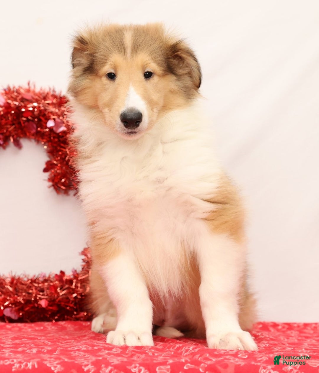 Collie dogs for sale: Newton - Ad 5