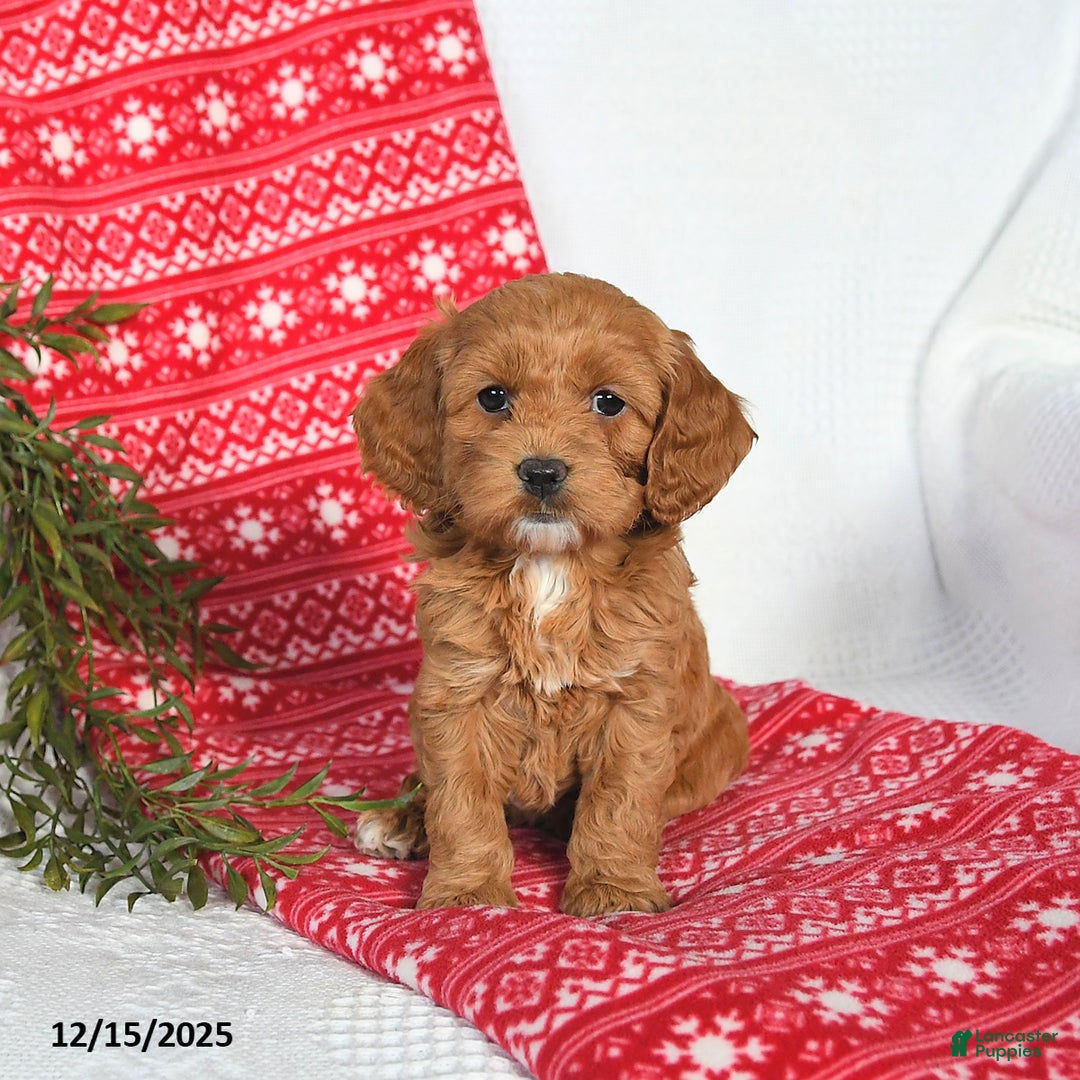 Cockapoo dogs for sale: Ophelia - Ad 5