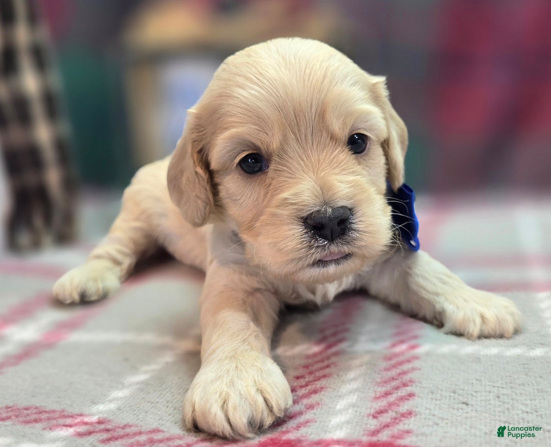 Cockapoo dogs for sale: Lieutenant Pete - Ad 36