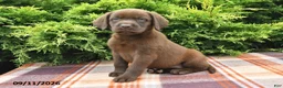 Labrador Retriever dogs for sale: Kelly - Ad 4