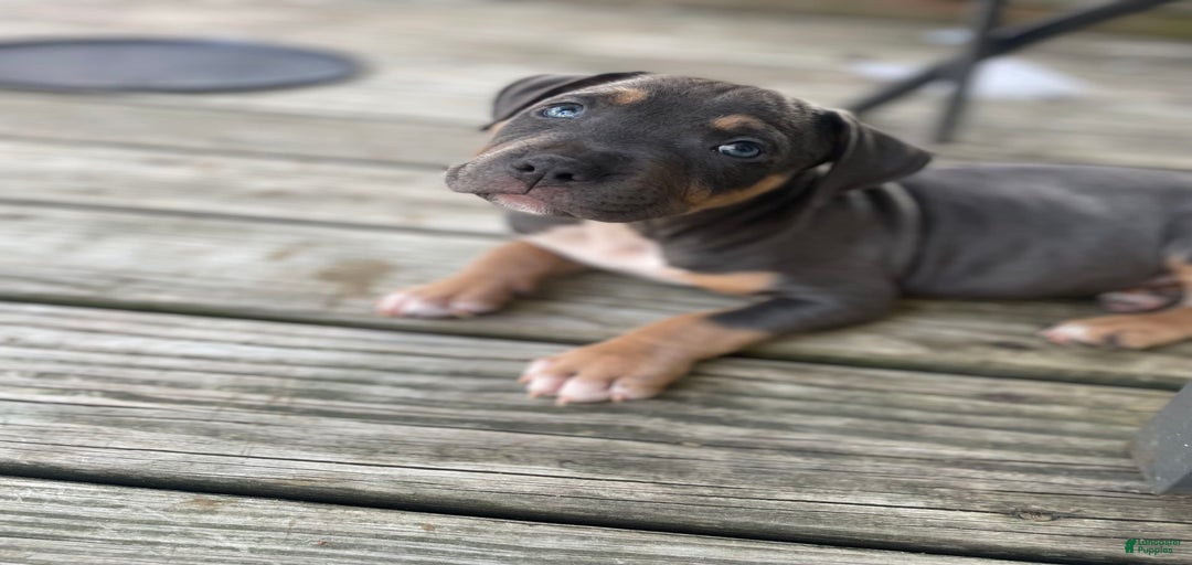 Gallery Image {{count}}