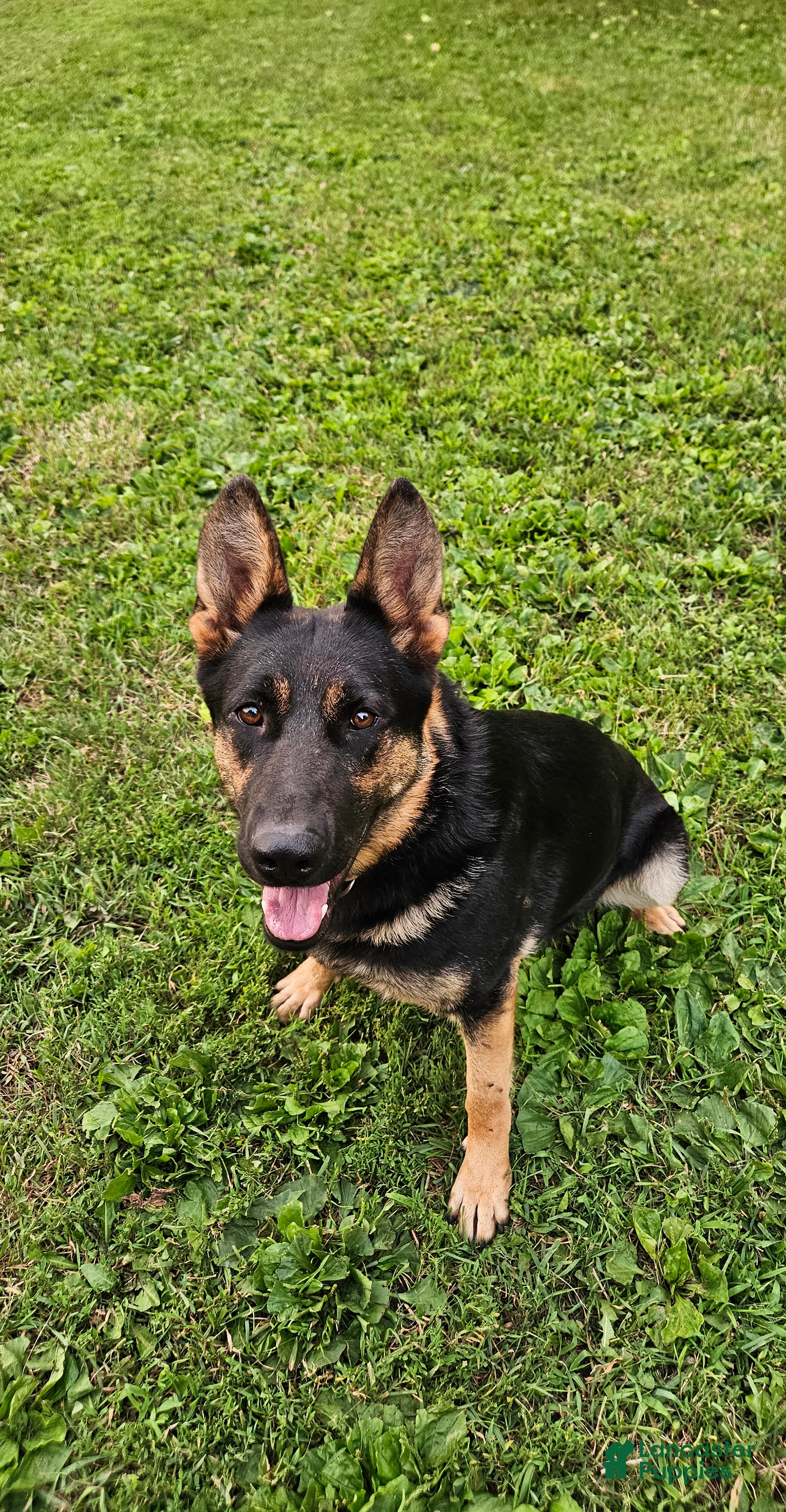 German Shepherd dogs German Shepherd Puppy 3 - Ad 2