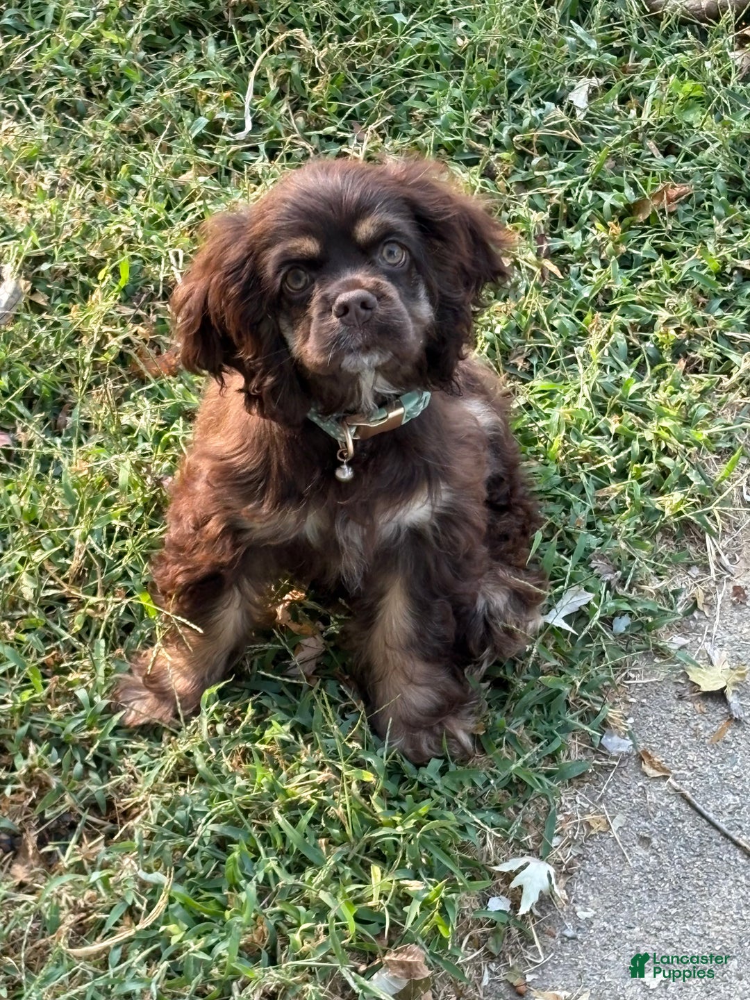 Cocker Spaniel dogs for sale: Cocker Spaniel Puppy 6 - Ad 8