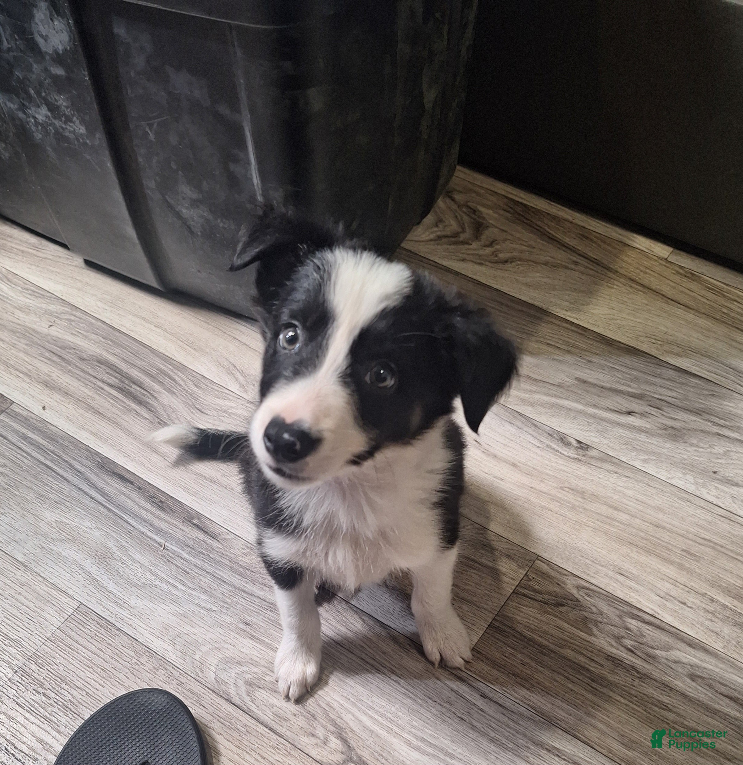 Border Collie dogs Nemo - Ad 2