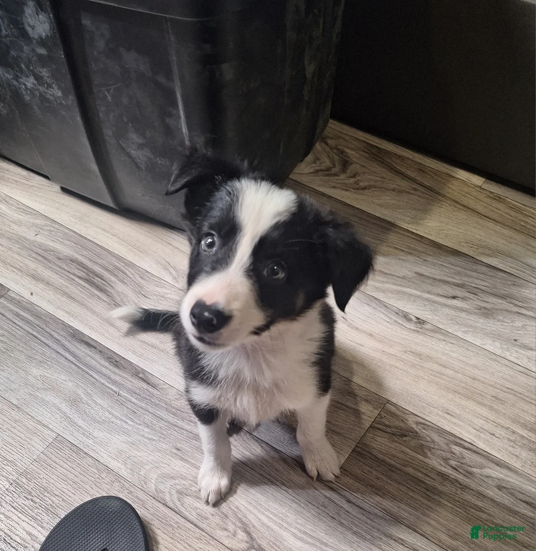 Border Collie dogs for sale: Nemo - Ad 2