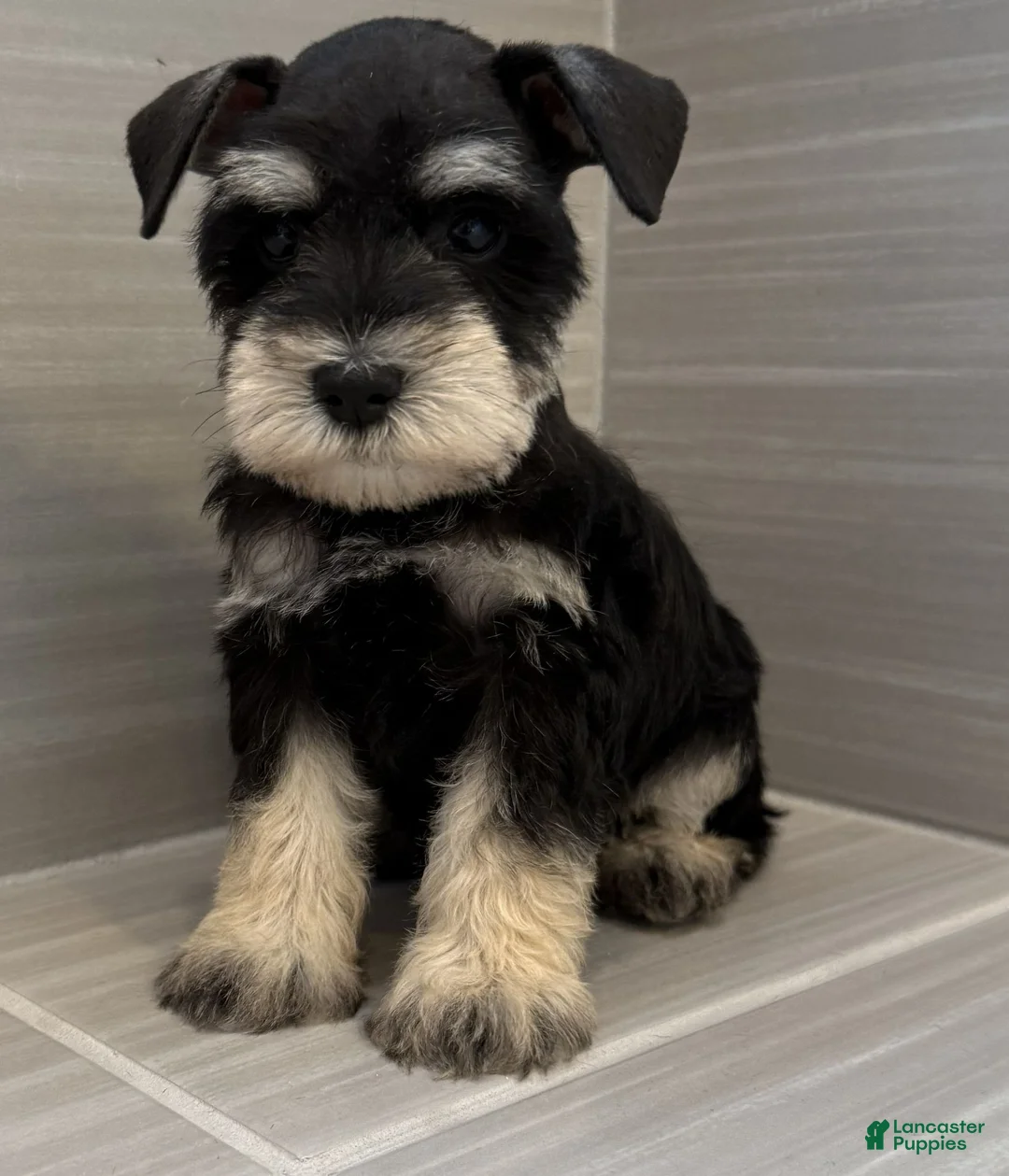 Miniature Schnauzer dogs for sale: Woody - Ad 1