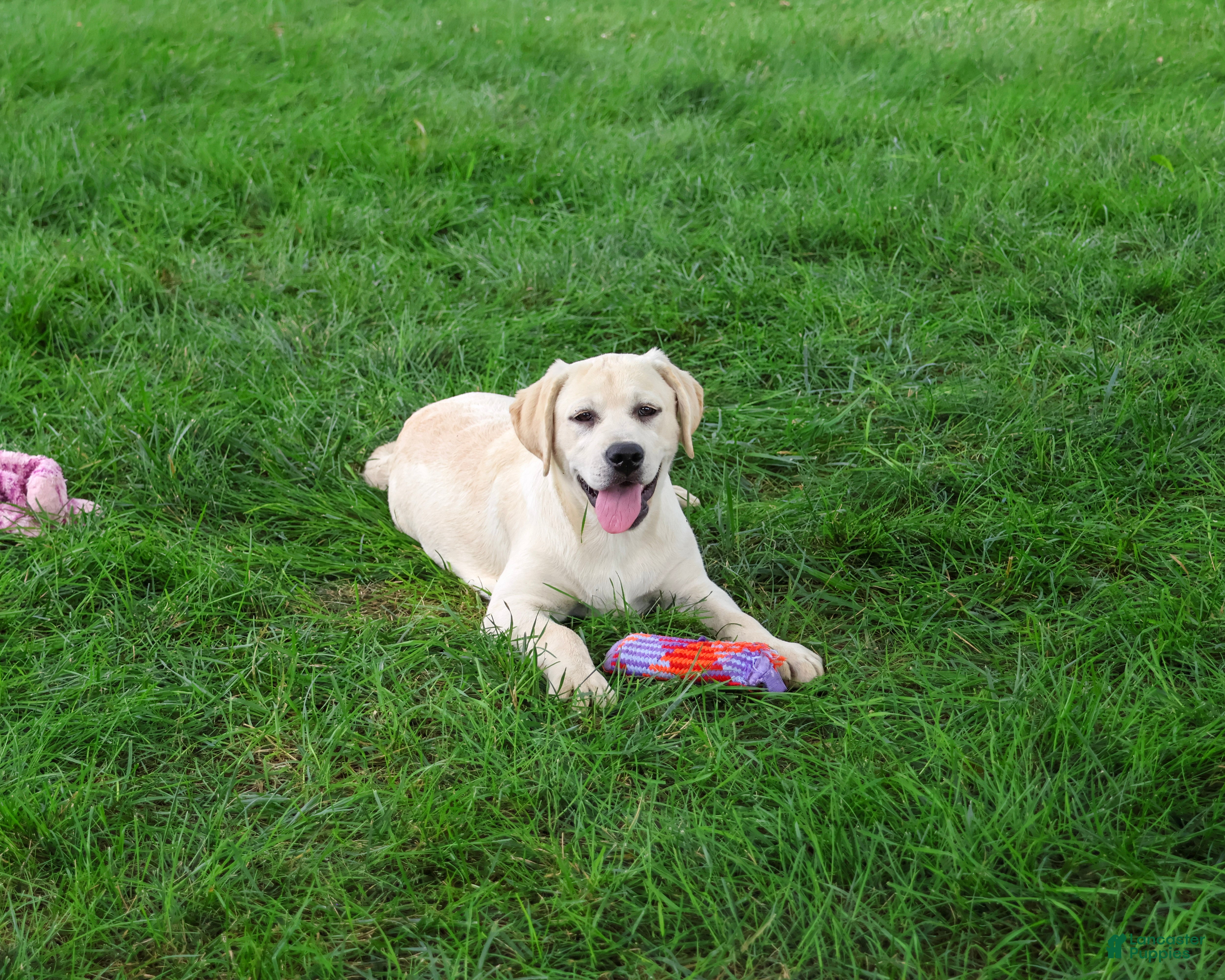 Labrador Retriever dogs Silvermist - Ad 2