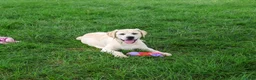 Labrador Retriever dogs for sale: Silvermist - Ad 6