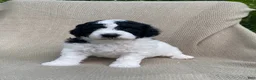 Mixed Breed dogs for sale: Panini - Ad 15