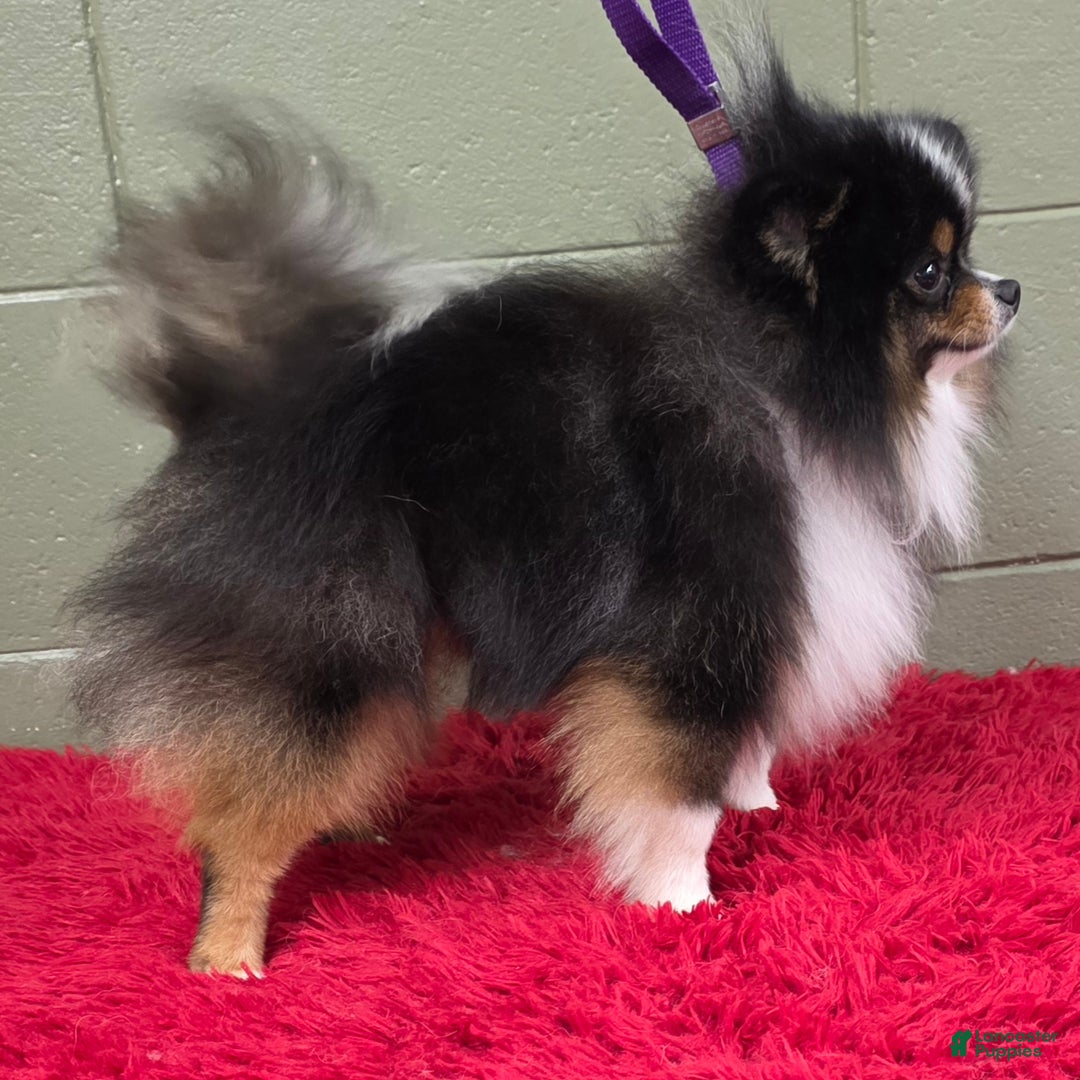 Pomeranian dogs for sale: Yvonne   - Ad 8