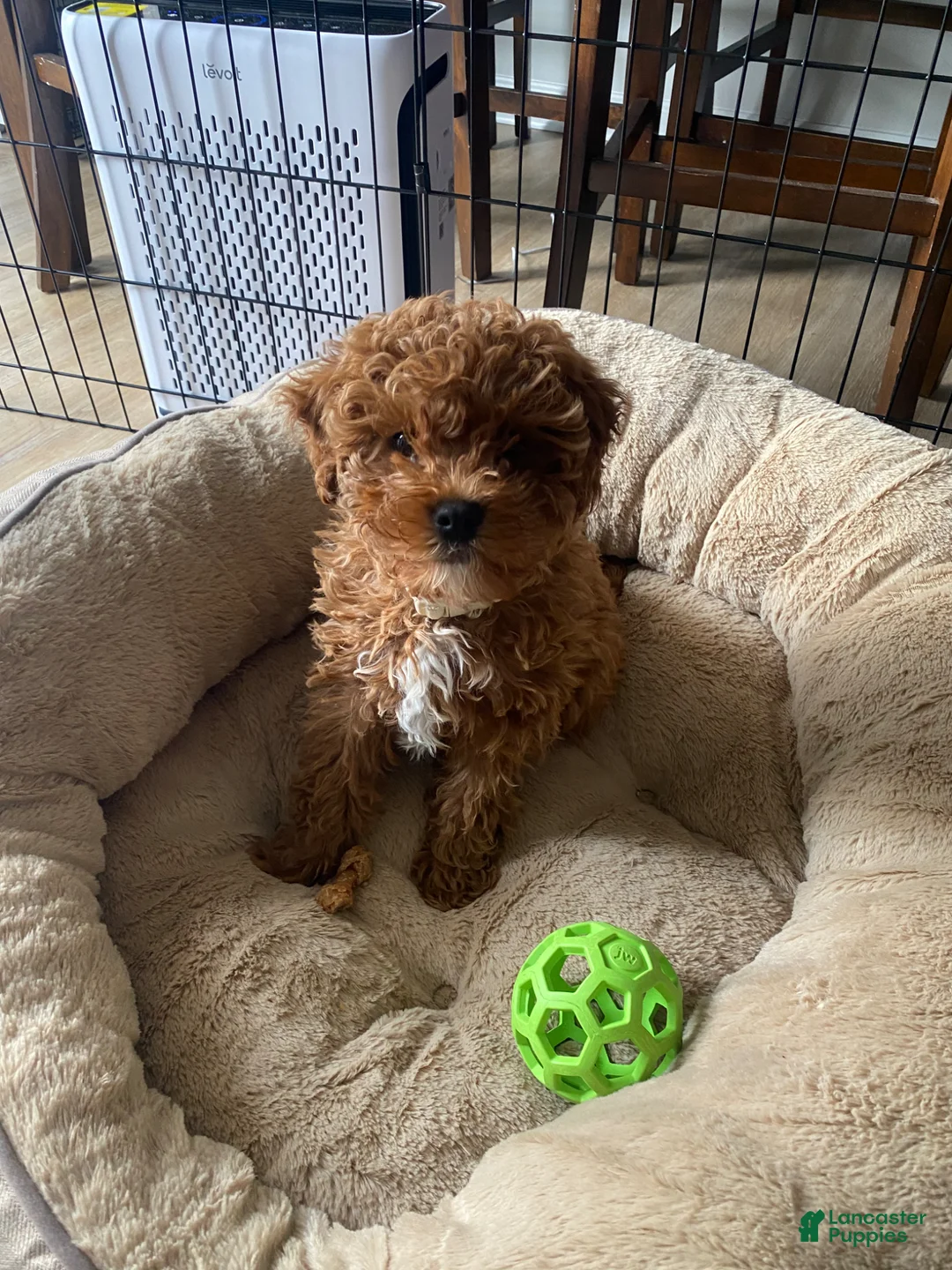 Cavapoo dogs for sale: Cavapoo Puppy 1 - Ad 2