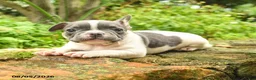 French Bulldog dogs for sale: Christine - Ad 8