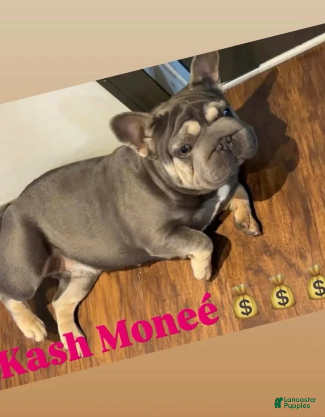 French Bulldog dogs for sale: French Bulldog 3 - Ad 2