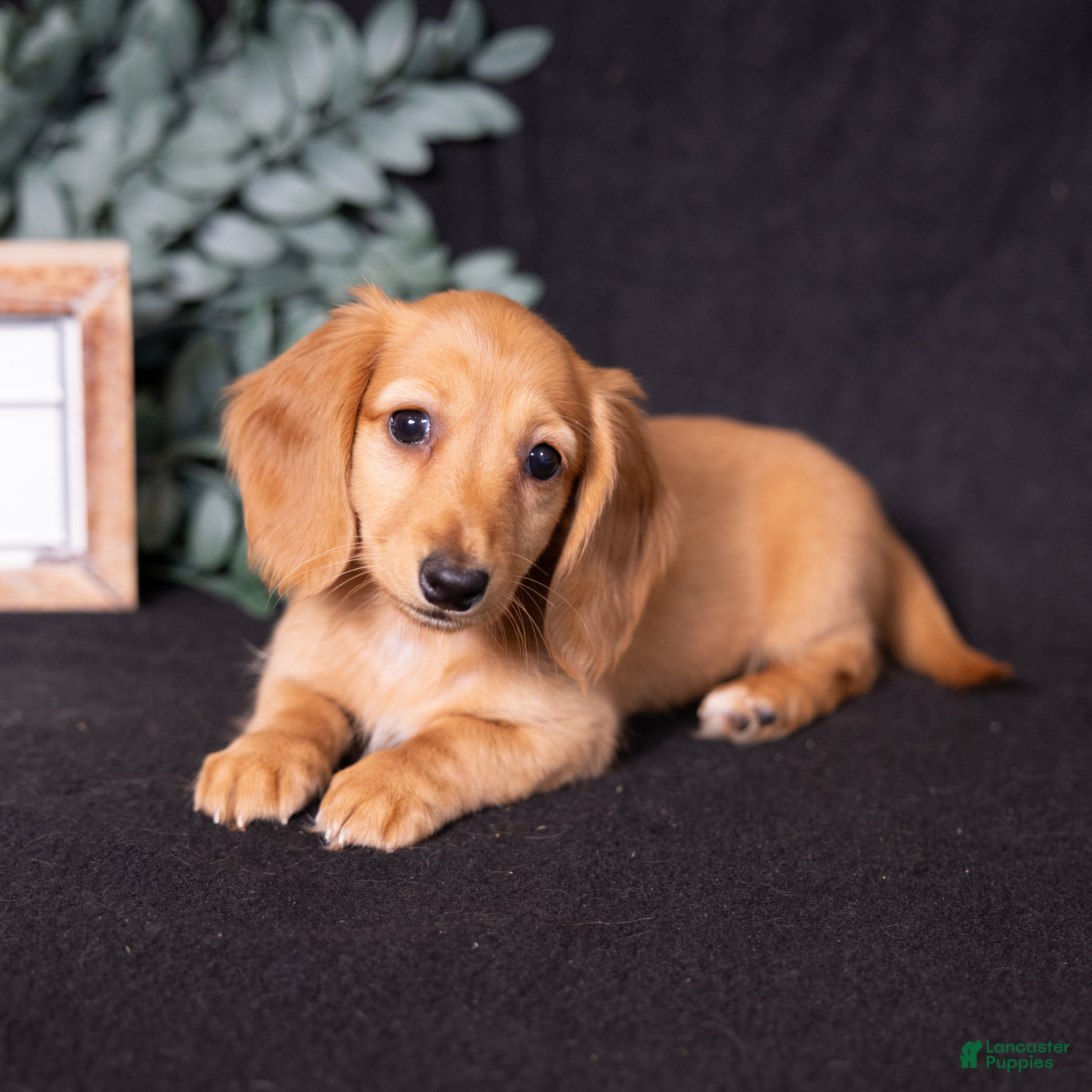 Miniature Dachshund dogs Macchiato  - Ad 2